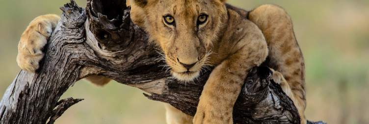 8-Day Honeymoon Safari and Beach Package