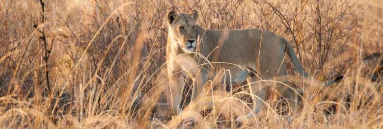 2-Day Mikumi in My Heart Safari