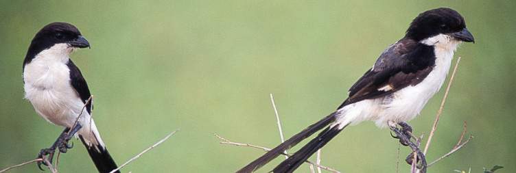 1-Day Mikumi Short and Sweet Safari