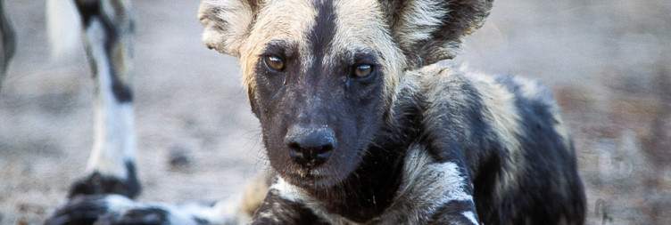 5-Day Nyerere National Park and Mikumi National Park