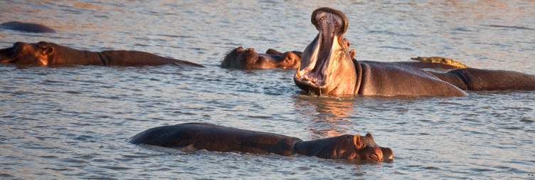 5-Day From Zanzibar to Nyerere and Mikumi National Parks