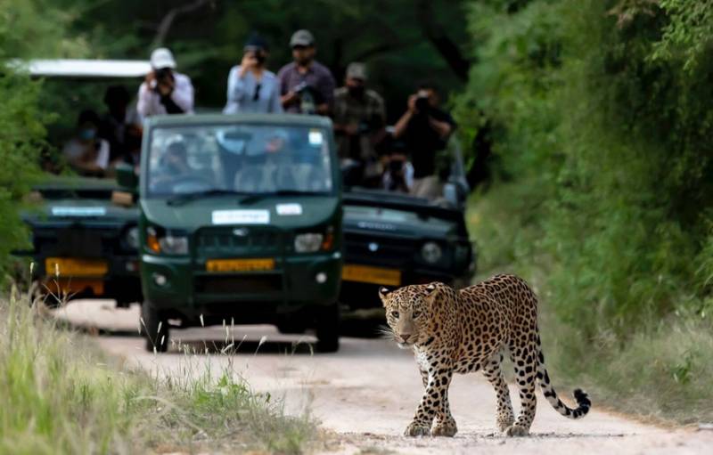 One Day Jhalana Leopard Safari Tour