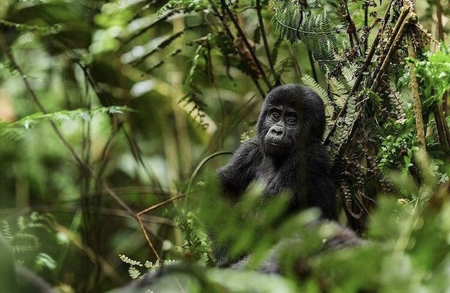 5 Days Gorilla Trekking & Wildlife Safari Rwanda