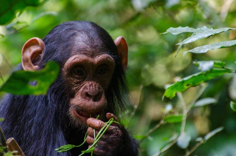 5 Days Gorilla Trekking & Wildlife Safari Rwanda