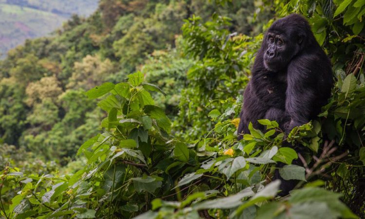 5 Days Gorilla Trekking & Wildlife Safari Rwanda