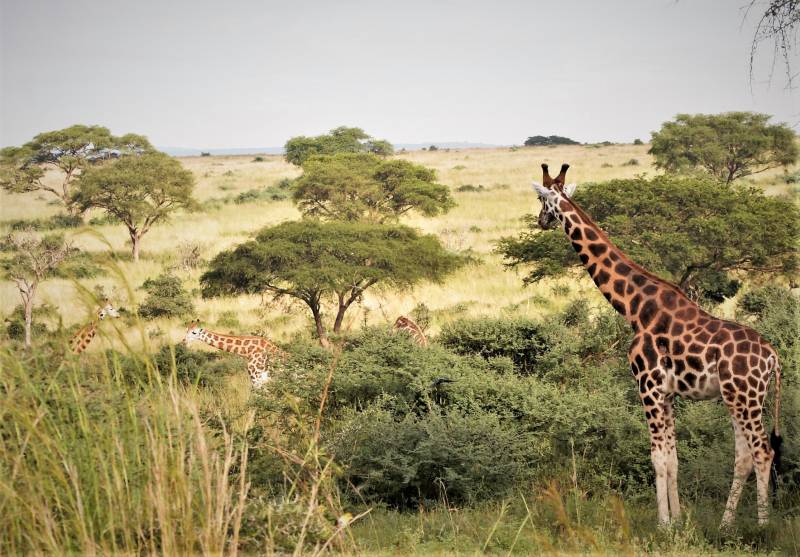 5 Days Gorilla Trekking & Wildlife Safari Rwanda