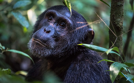 5 Days Gorilla Trekking & Wildlife Safari Rwanda