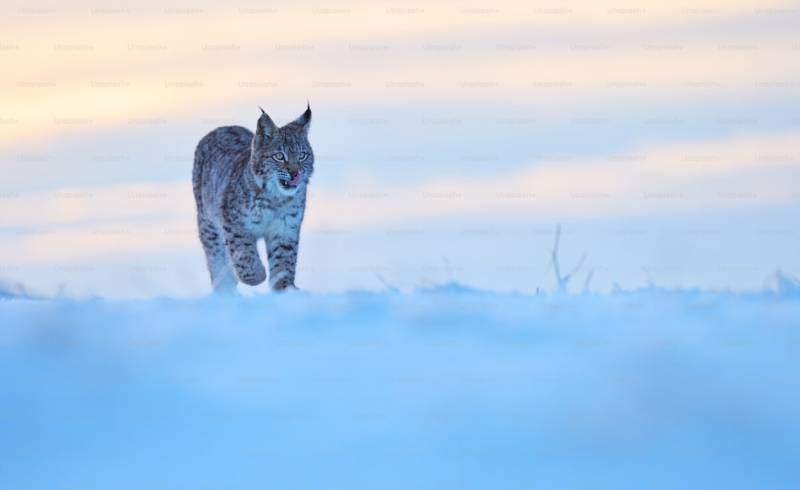 White Spiti Expedition