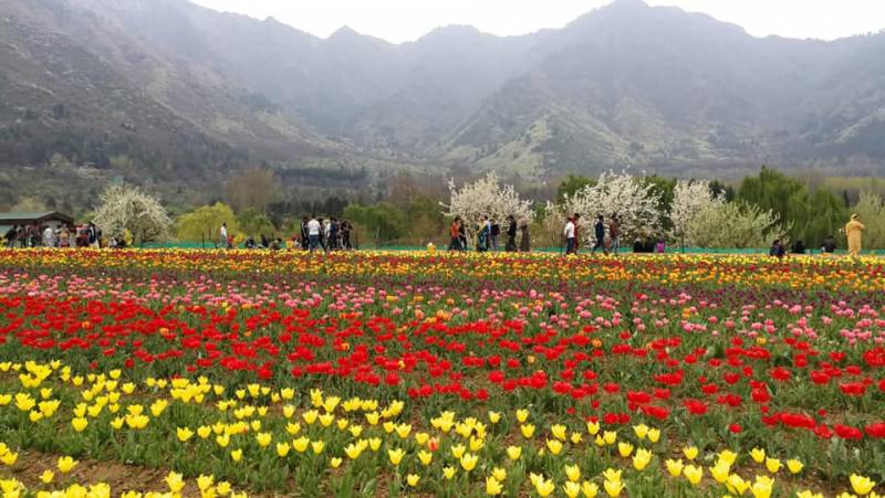 5 Nights and 6 Days Srinagar Tour