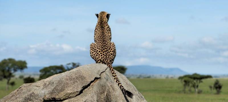 1 Day Nairobi National park  Excursion