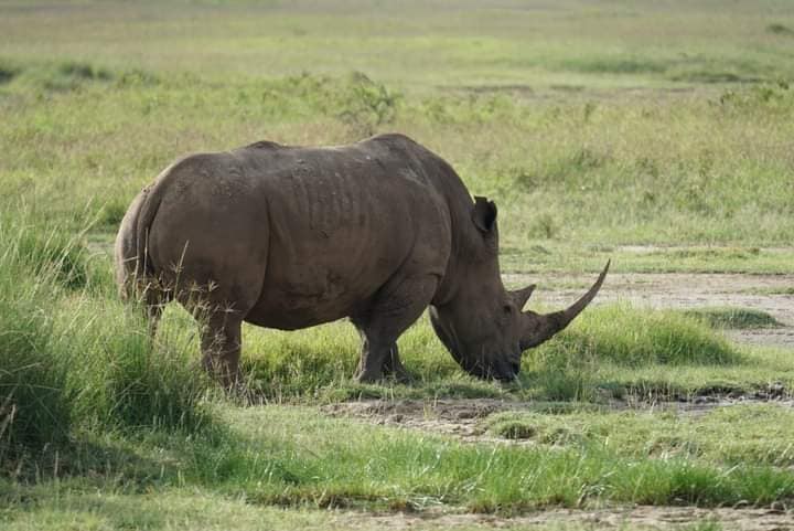 1 Day Nairobi National park  Excursion