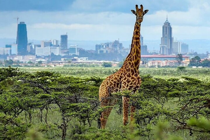 1 Day Nairobi National Park  Excursion