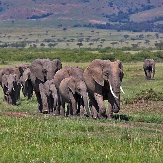 3 Days 2 Nights of Discovering the Wildlife of Amboseli