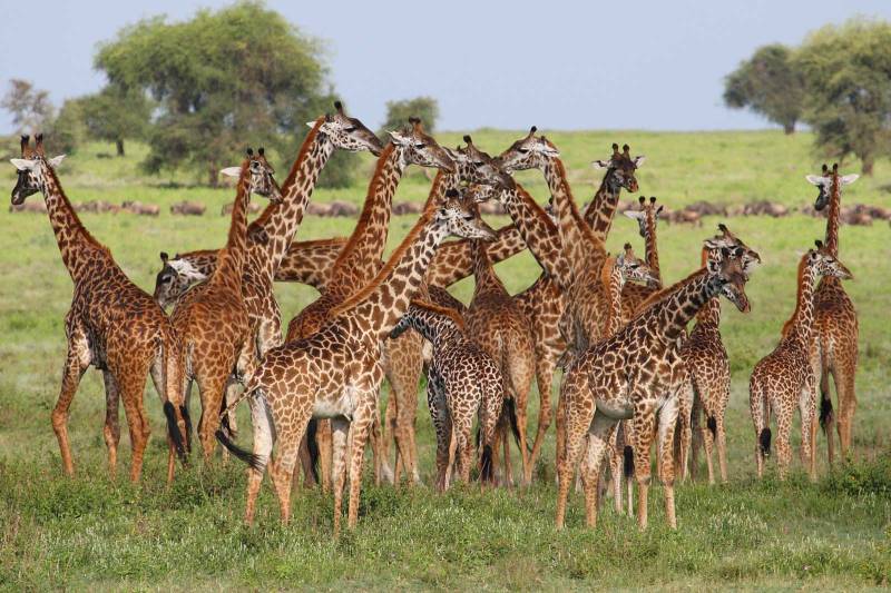 3 Days 2 Nights of Discovering the Wildlife of Amboseli