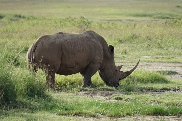 3 Days 2 Nights of Discovering the Wildlife of Amboseli