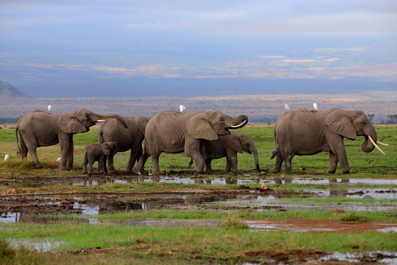 3 Days 2 Nights of Discovering the Wildlife of Amboseli