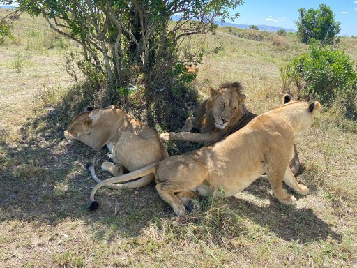 3 Days Masai Mara Joining Group
