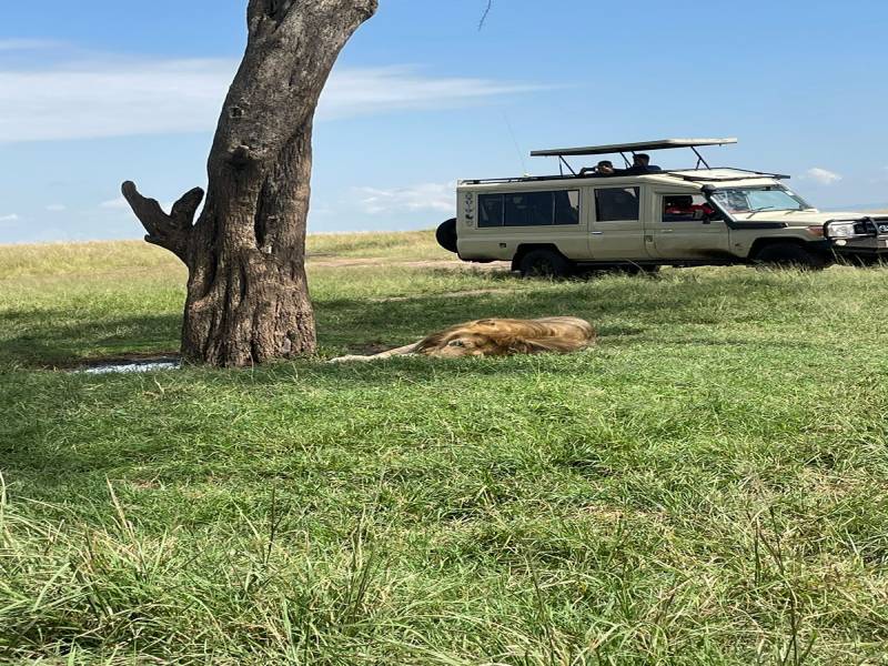 4 Days Masai Mara & Lake Nakuru