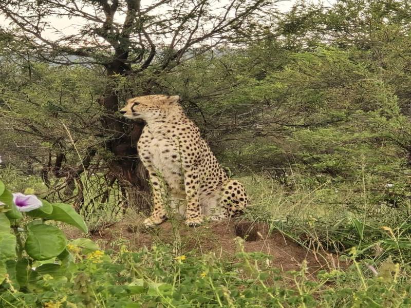 4 Days Masai Mara & Lake Nakuru