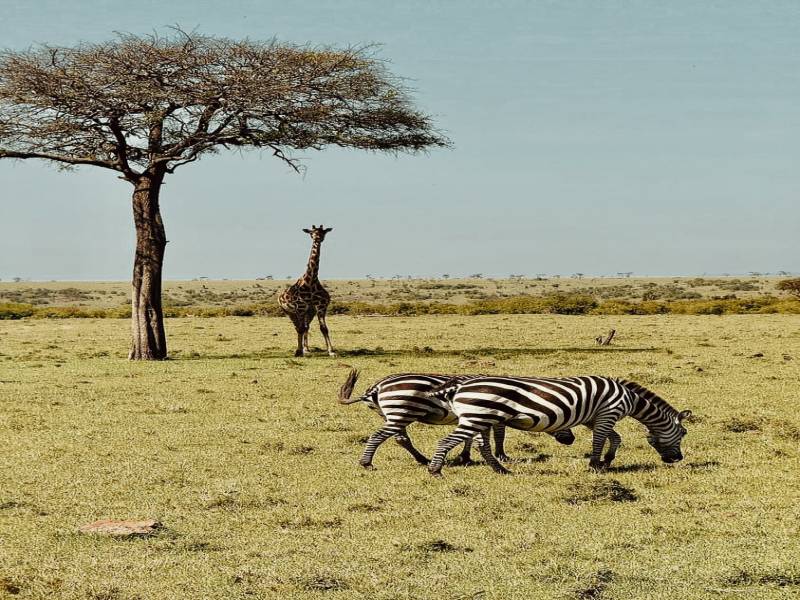 4 Days Masai Mara & Lake Nakuru