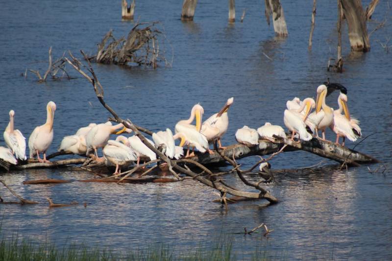 4 Days Masai Mara & Lake Nakuru