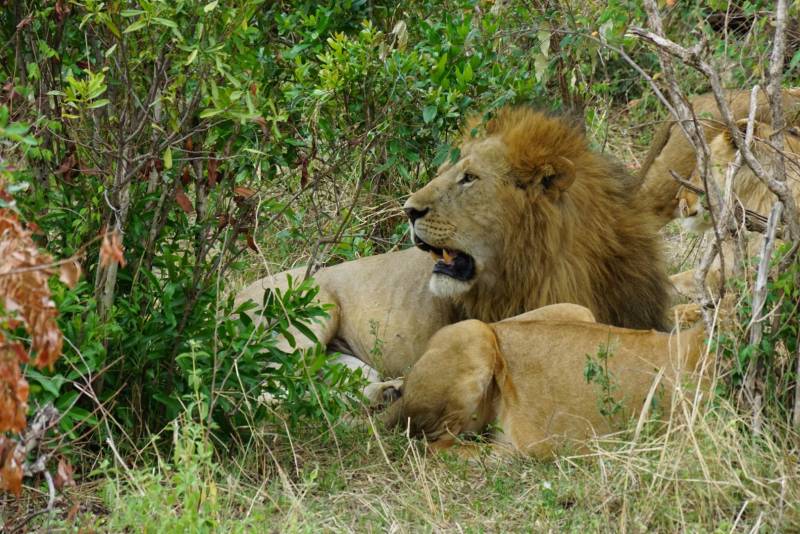 4 Days Masai Mara & Lake Nakuru