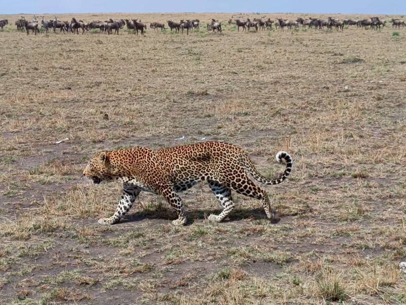 4 Days Budget Group Joining Safari Tour