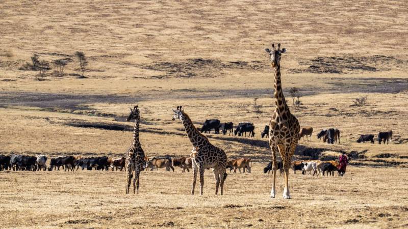 6 Days Budget Group Joining Safari Tour