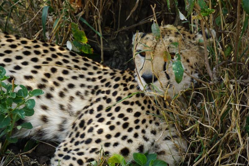 6 Days Budget Group Joining Safari Tour