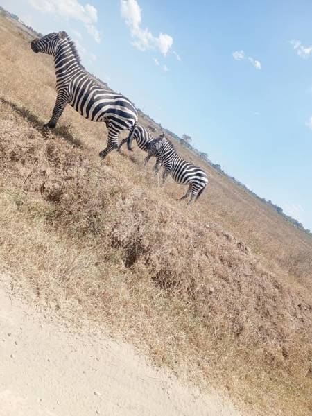 6 Days Budget Group Joining Safari Tour