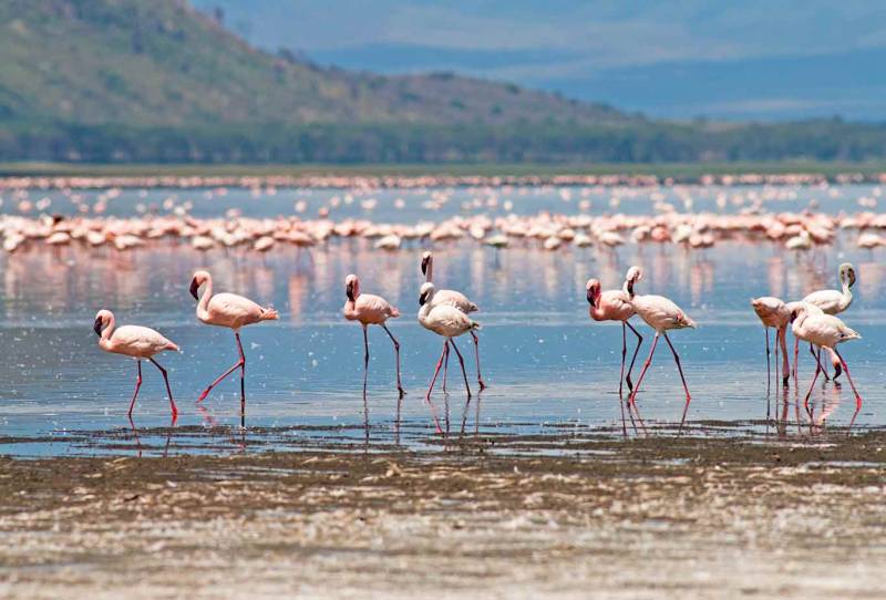 6 Days Budget Group Joining Safari Tour