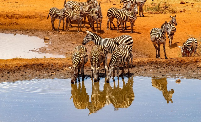 6 Days Budget Group Joining Safari Tour