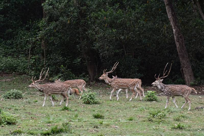 Chitwan Jungle Safari