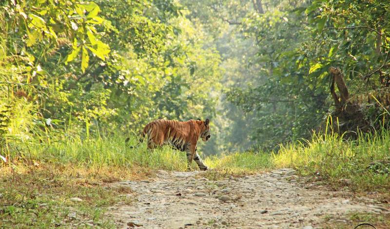 Chitwan Jungle Safari
