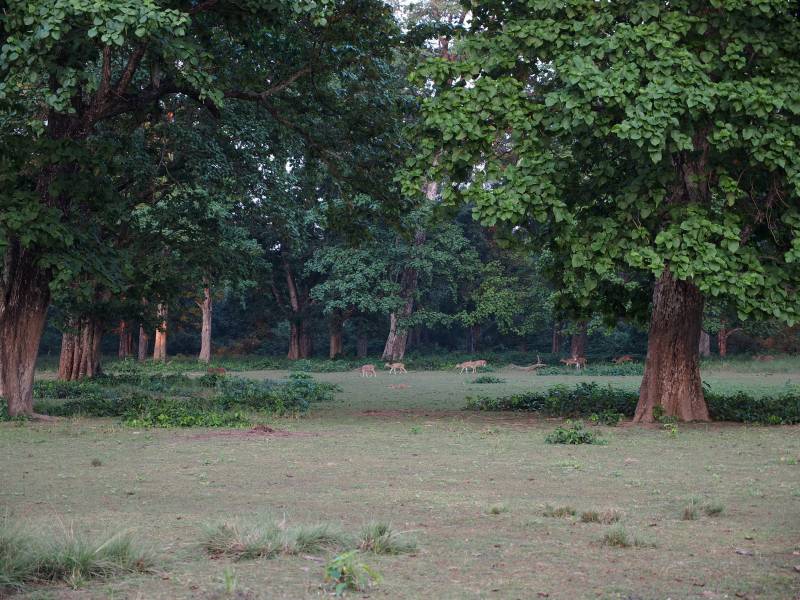 Bardiya Jungle Safari