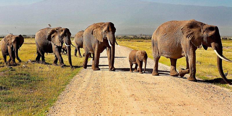 4 Days 3 Nights Amboseli Safari