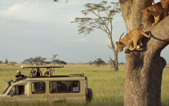 4 Days 3 Nights Amboseli Safari