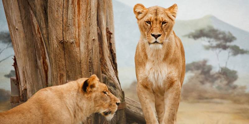 5 Days Special Safari TO Diani Beach