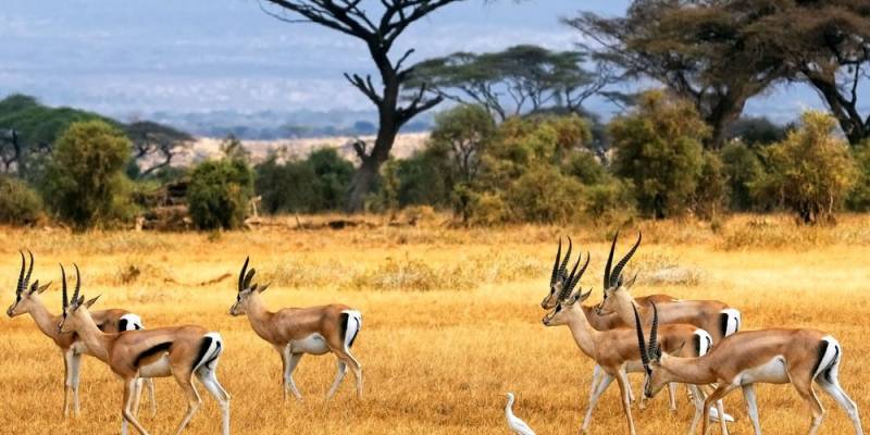 5 Days Special Safari TO Diani Beach