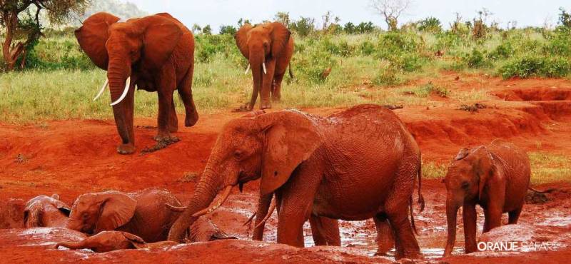 5 Days Special Safari TO Diani Beach