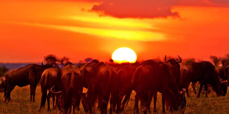 11 Days Maasai Mara, Lake Nakuru, Amboseli, Tsavo and Mombasa/Beach Safari.