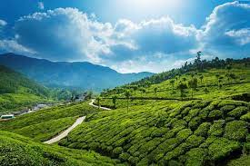 Cochin Munnar Alleppey Tour