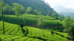 Cochin Munnar Alleppey Tour