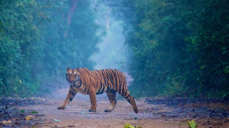 Jim Corbett Jungle Safari Tour