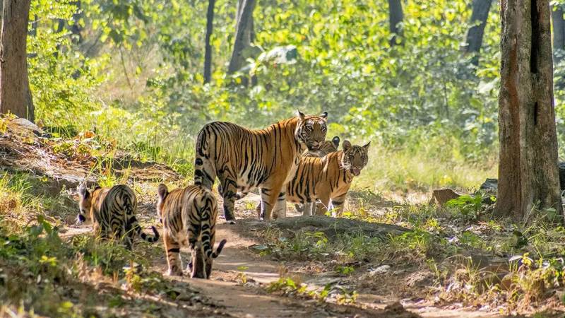 3 Days Tiger Photographic Safari Tours In Satpura