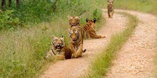 4 Days Tiger Photographic Safari Tour In Umred Pauni Karhandla Wildlife Sanctuary