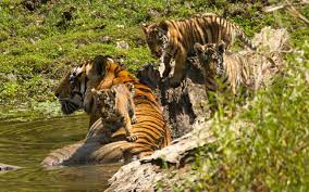 3 Night Tiger Photographic Safari Tour In Navegaon Nagzira Tiger Reserve