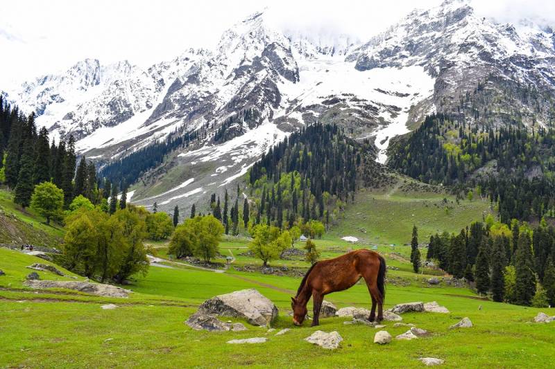 5 Nights 6 Days Kashmir Tour Package Image