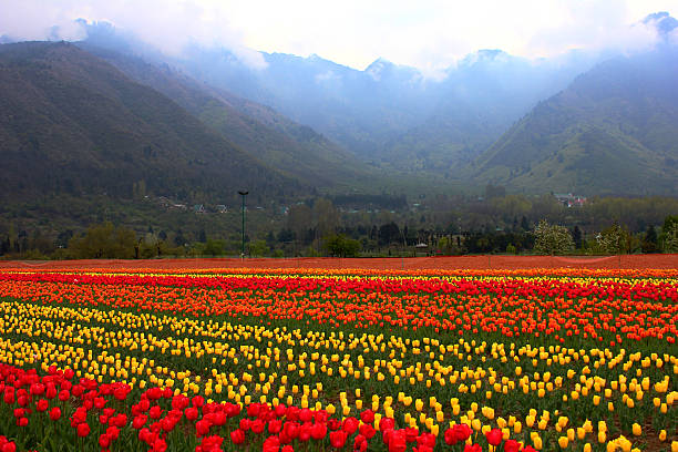 5 Nights 6 Days Kashmir tour