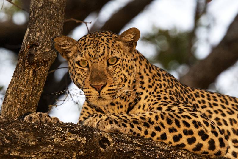 Leopard Luxury Safari in Tanzania